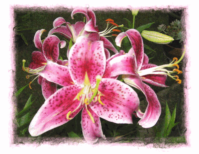 Lillies- Pink Border