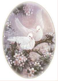 Pink Doves